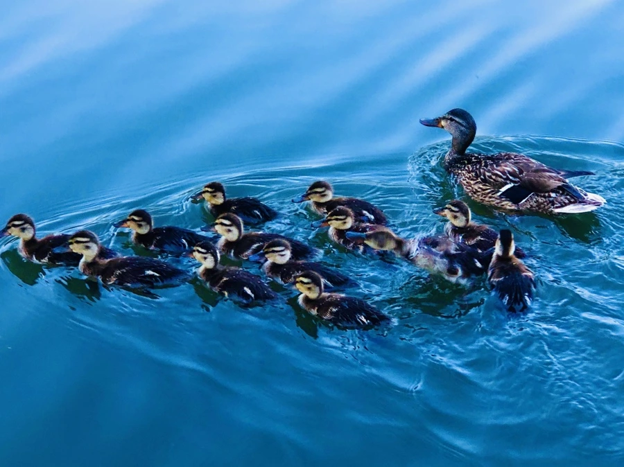 IMG_2703.jpg?type=w966