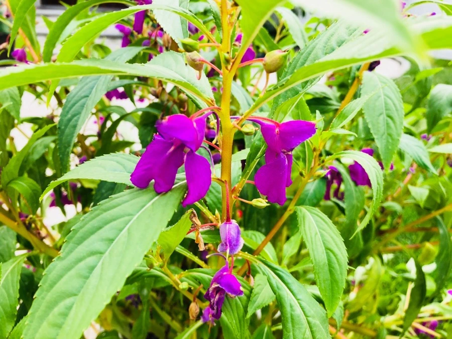 IMG_1573.jpg?type=w966