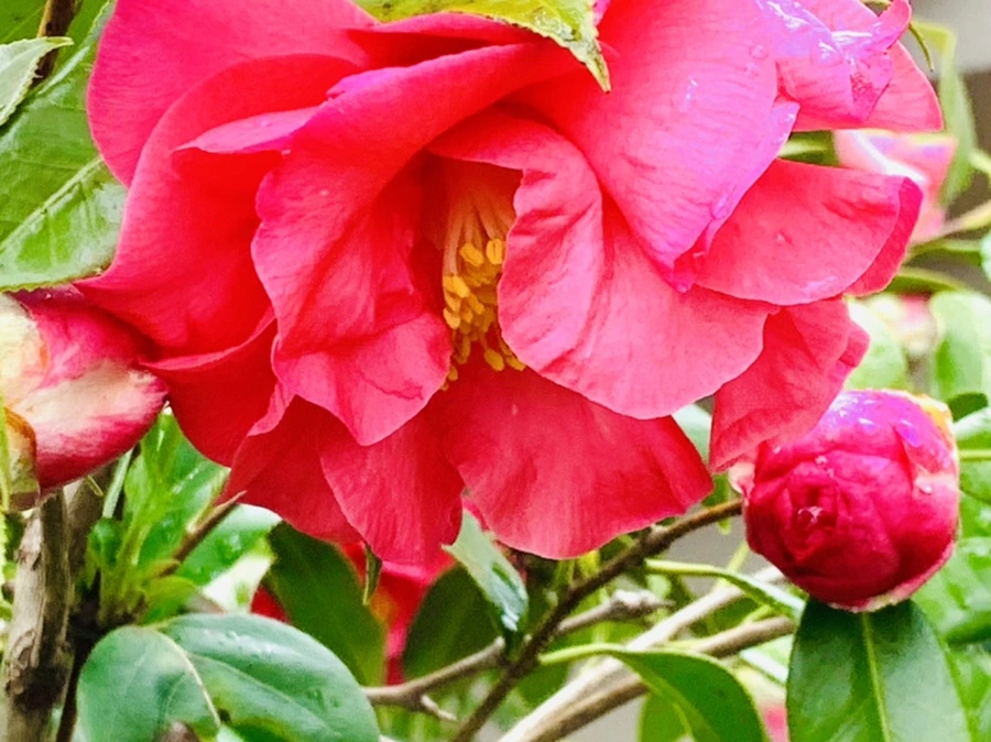 IMG_6243.jpg?type=w966