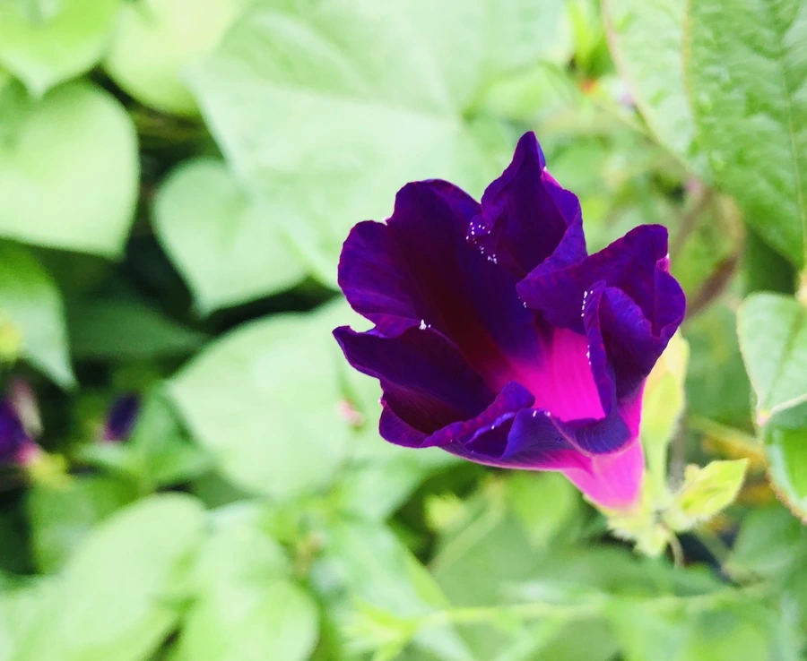 IMG_4302.jpg?type=w966