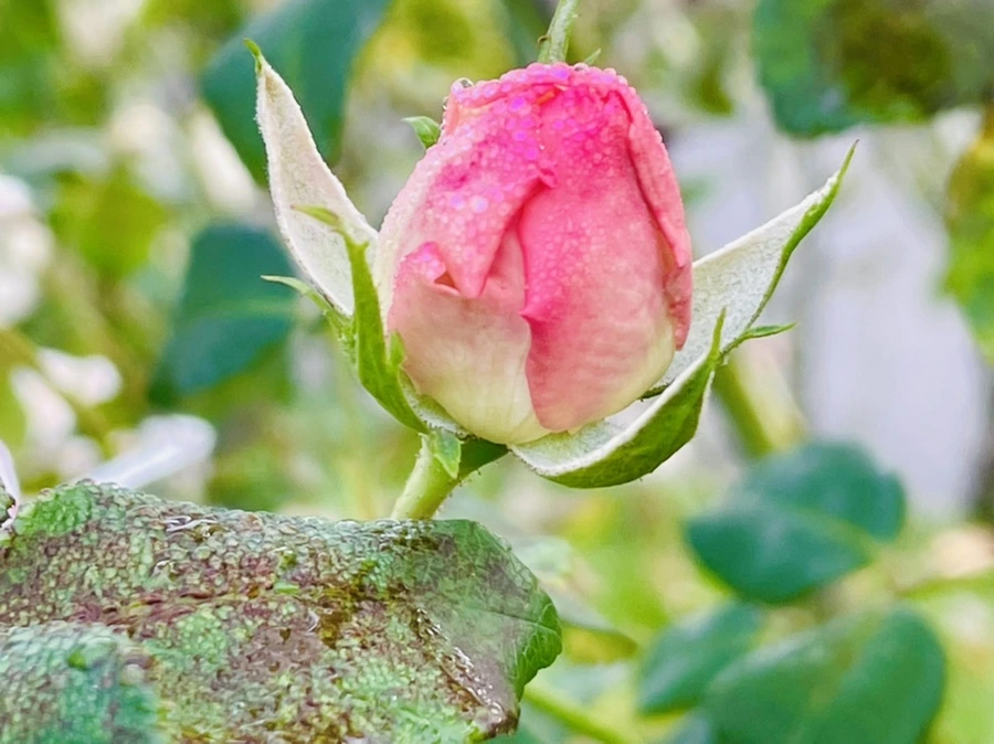 IMG_0957.jpg?type=w966