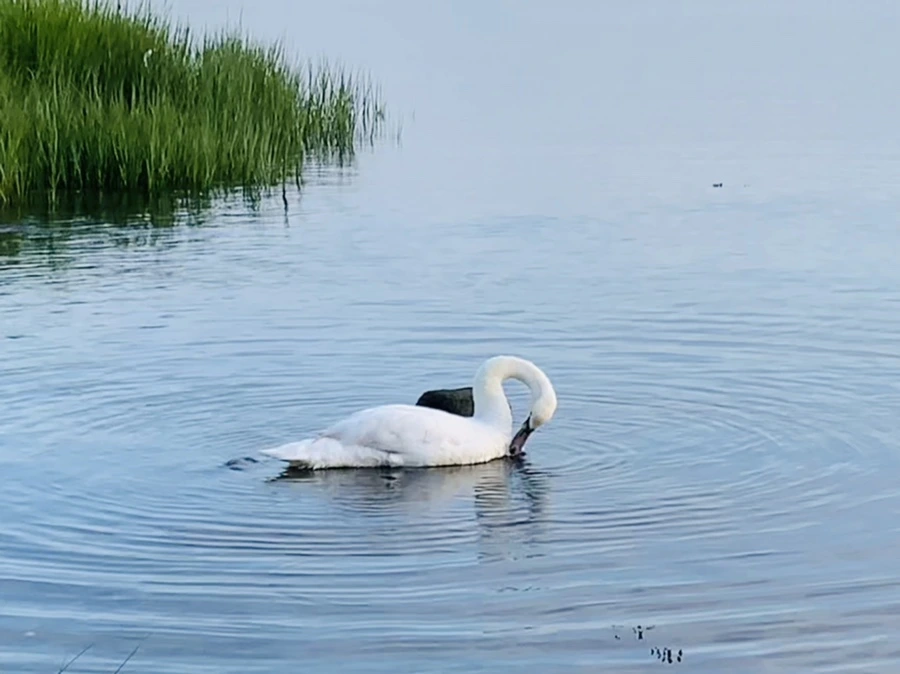 IMG_1398.jpg?type=w966