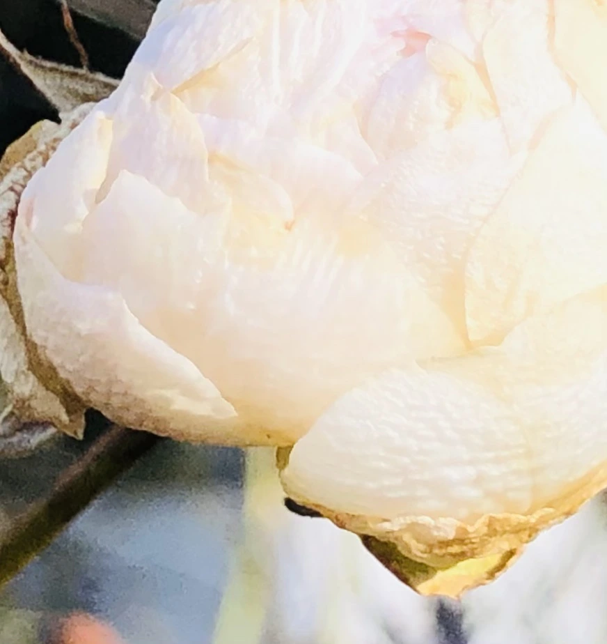 IMG_1389.jpg?type=w966