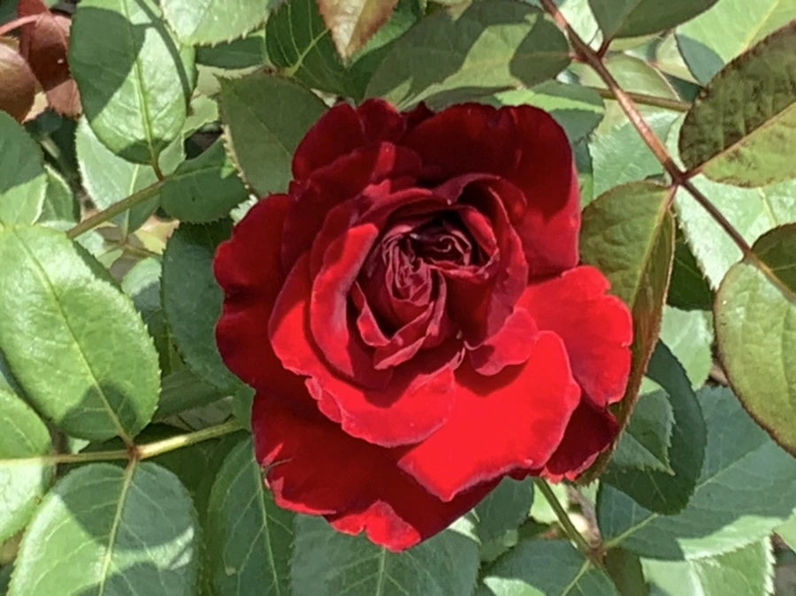 IMG_5442.jpg?type=w966