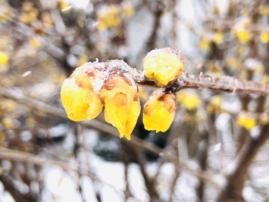 IMG_3486.jpg?type=w966