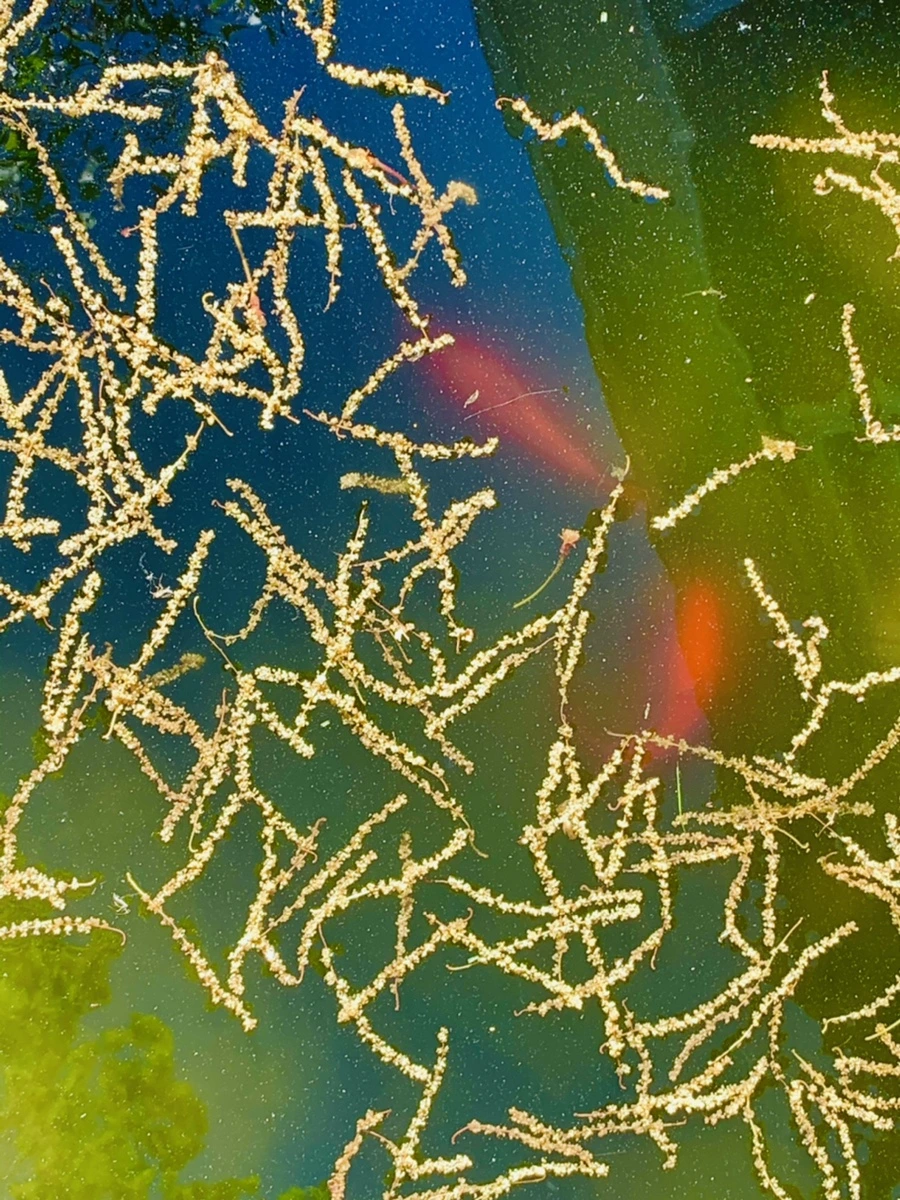 IMG_0451.jpg?type=w966