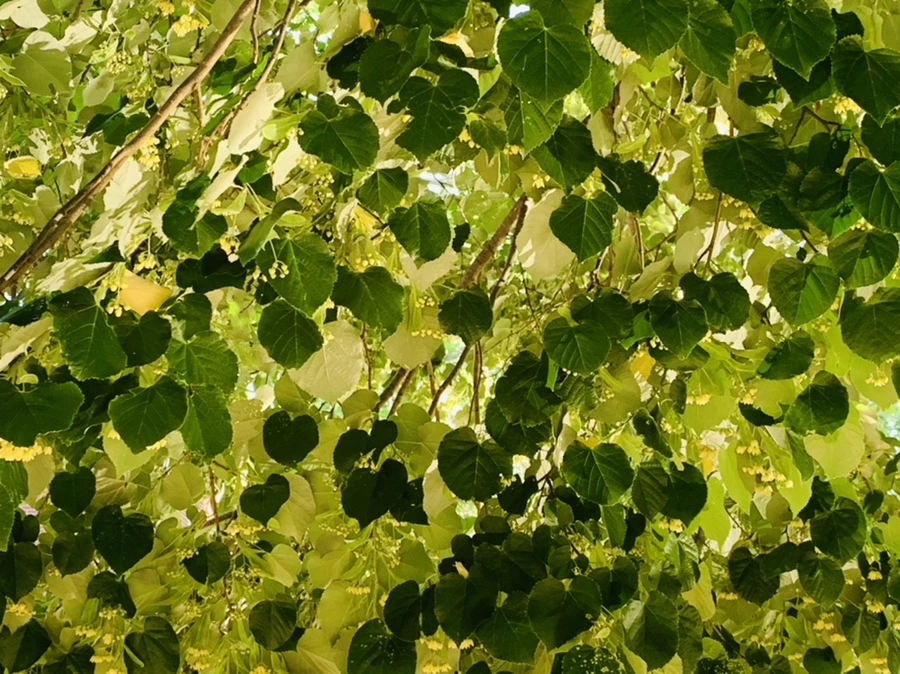 IMG_4837.jpg?type=w966