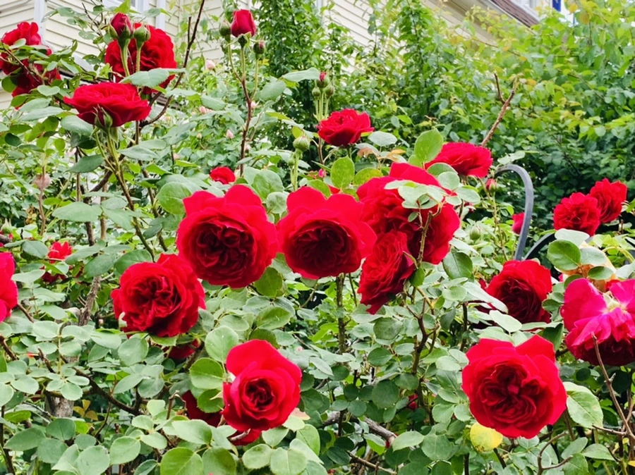 IMG_6016.jpg?type=w966