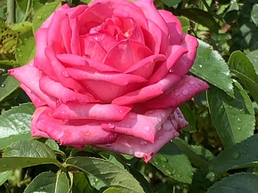 IMG_8496.jpg?type=w966