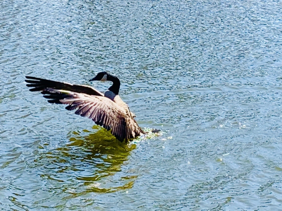 IMG_3126.jpg?type=w966