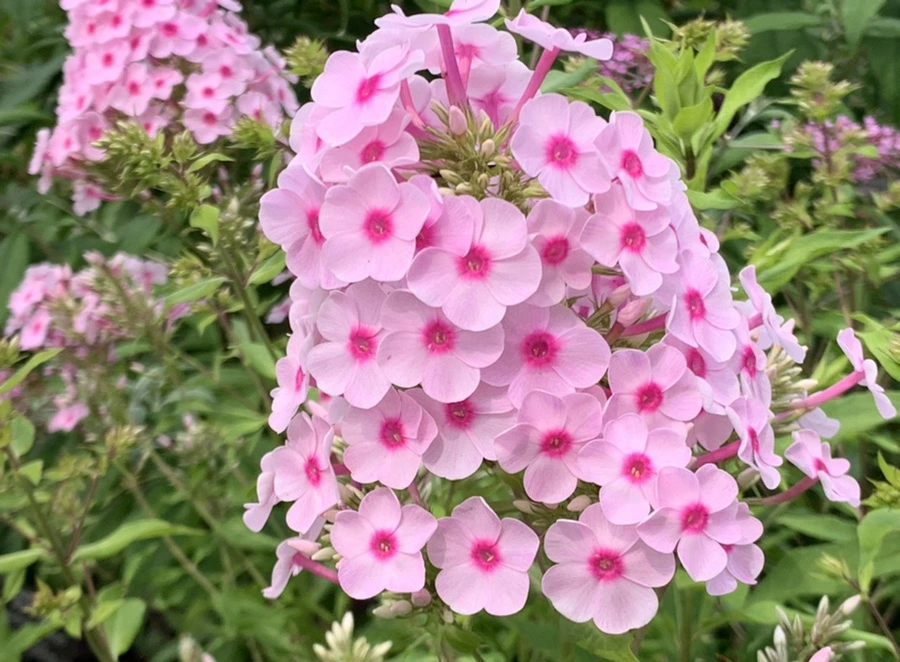 IMG_9411.jpg?type=w966