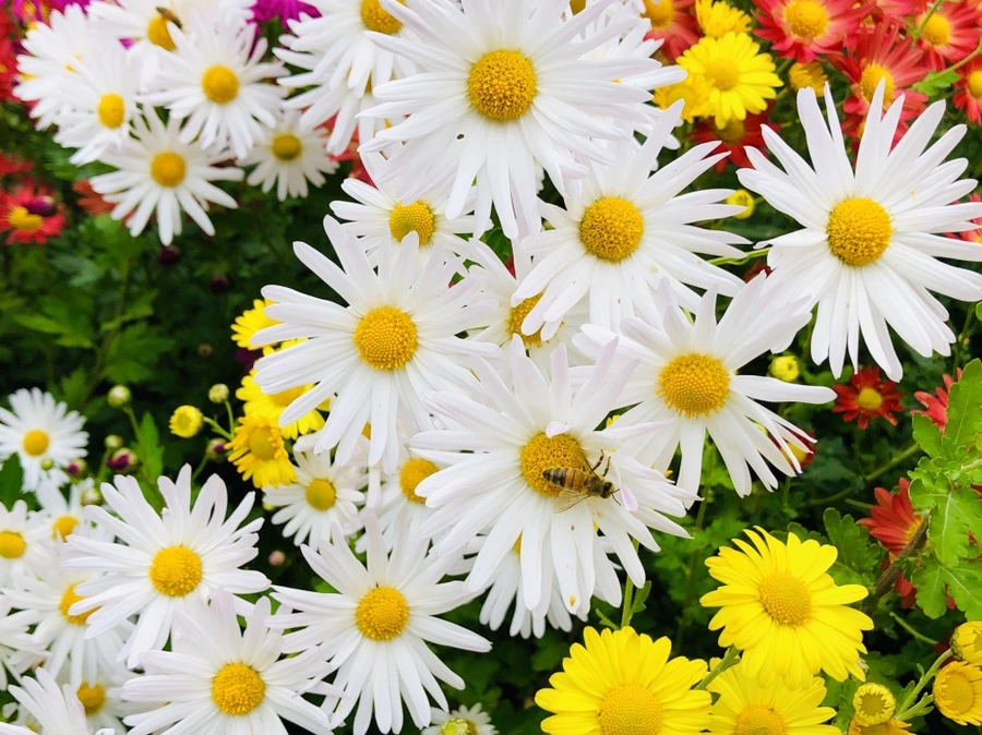 IMG_2594.jpg?type=w966