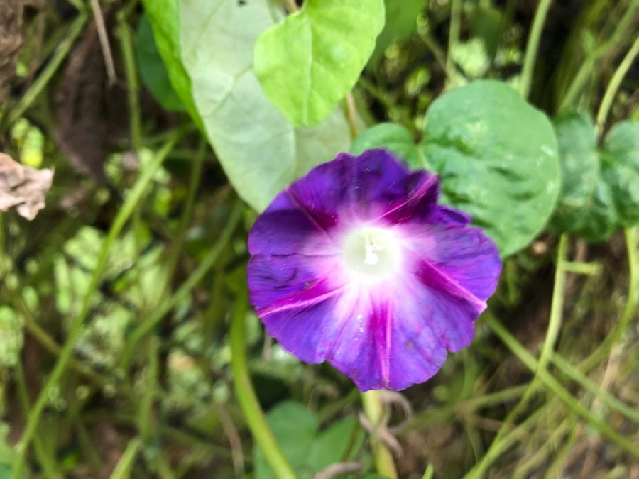 IMG_6943.jpg?type=w966