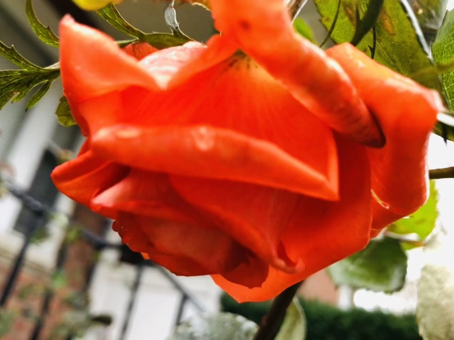 IMG_8097.jpg?type=w966