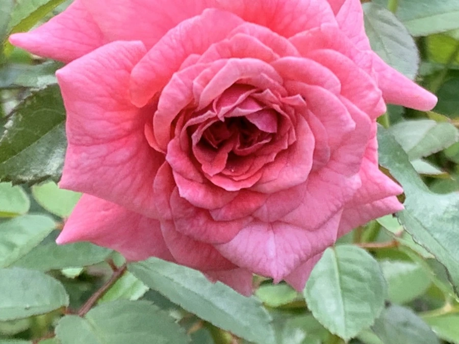 IMG_5462.jpg?type=w966