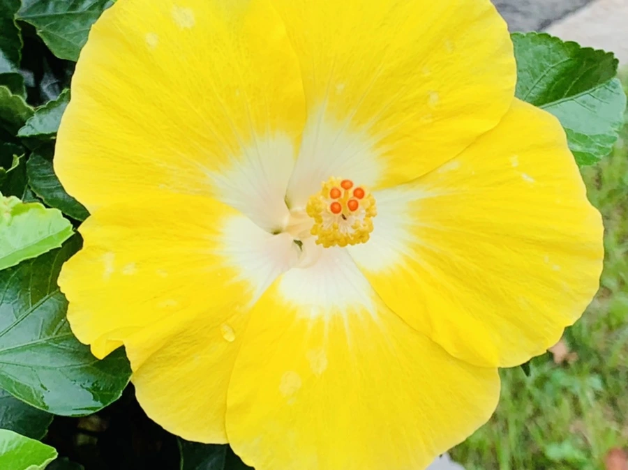 IMG_6895.jpg?type=w966