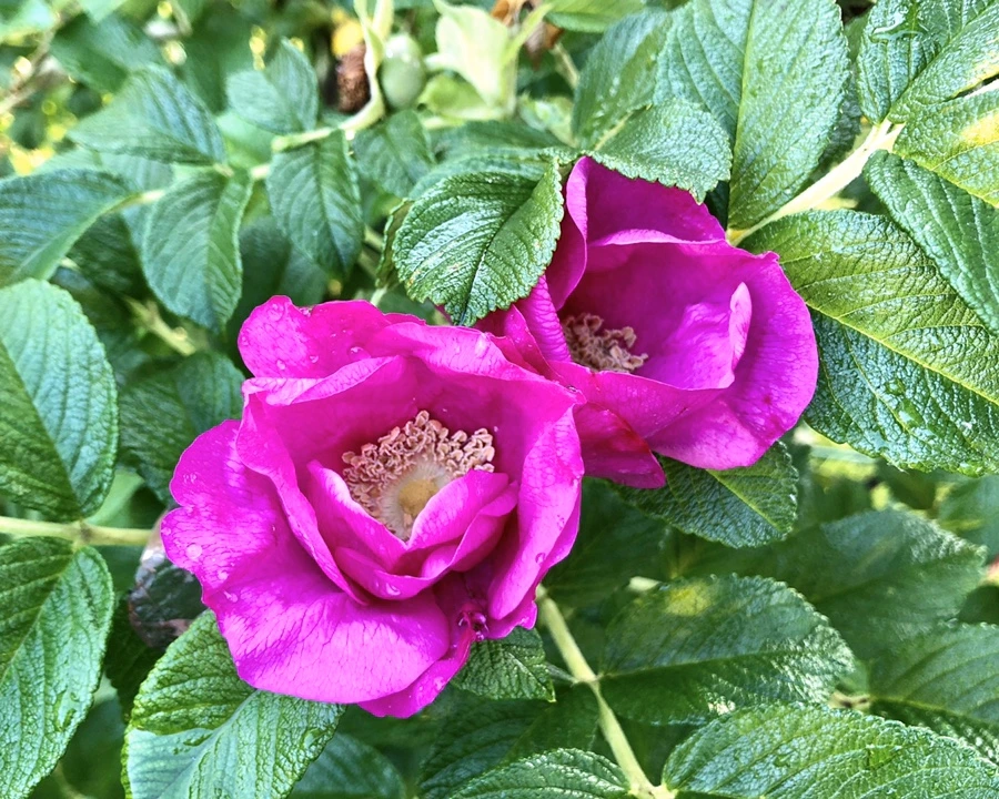 IMG_8206.jpg?type=w966