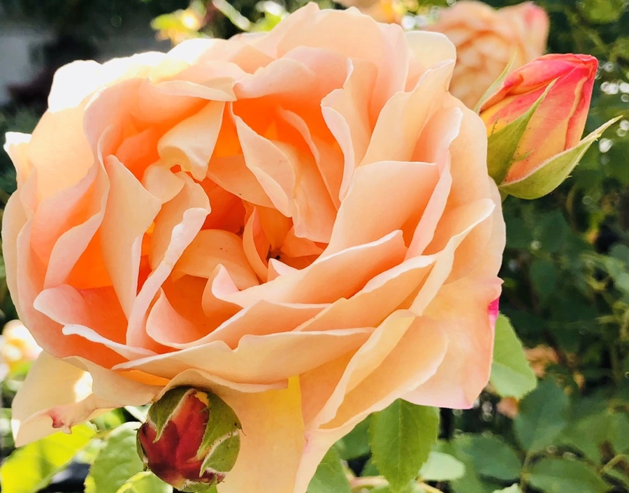 IMG_7670.jpg?type=w966