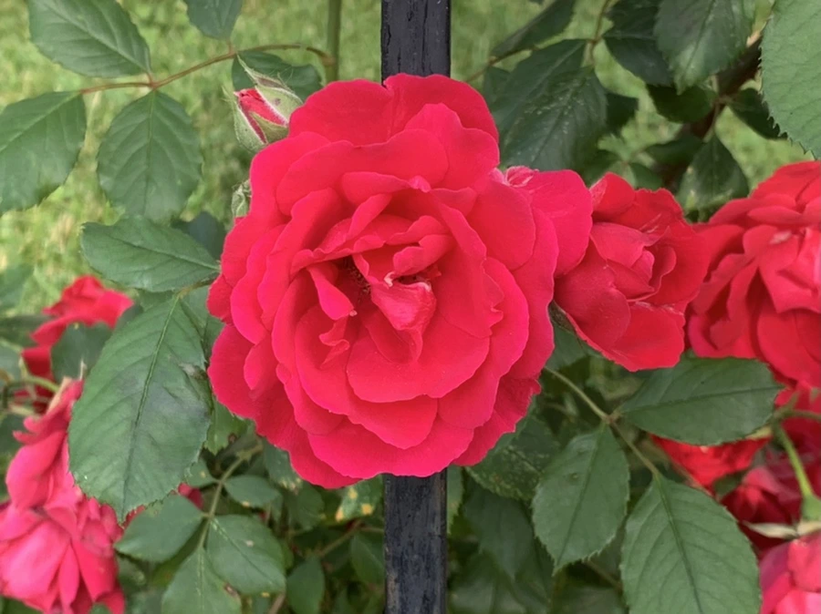 IMG_1834.jpg?type=w966