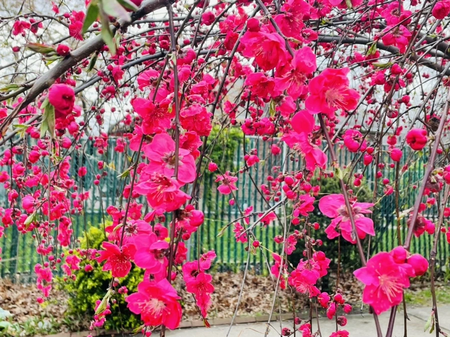 IMG_1249.jpg?type=w966