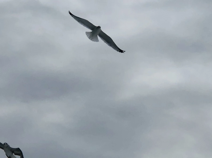 IMG_2491.jpg?type=w966