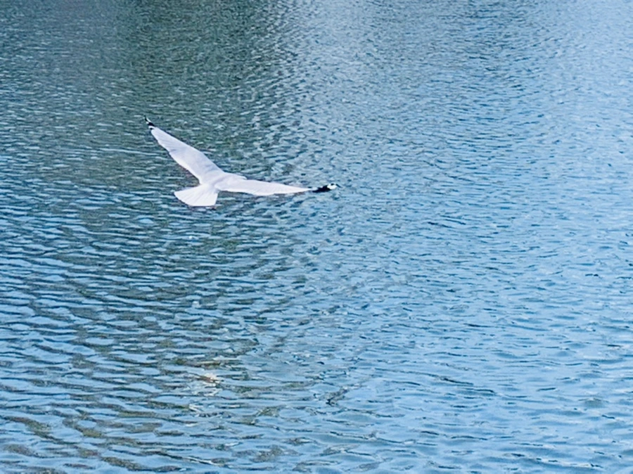 IMG_9383.jpg?type=w966