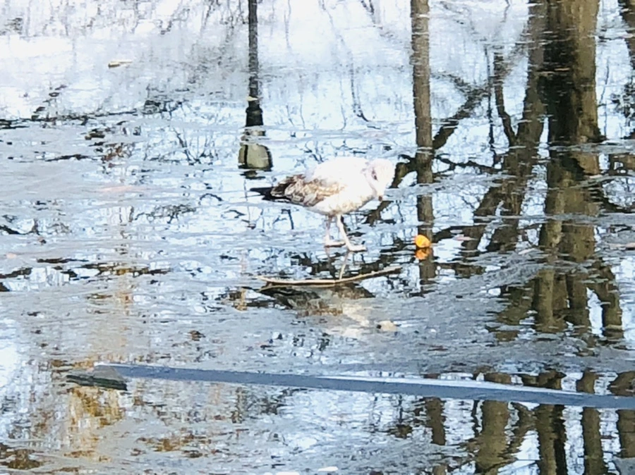 IMG_4688.jpg?type=w966