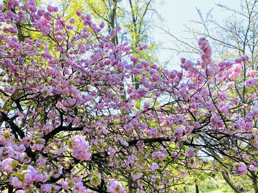 IMG_4613.jpg?type=w966