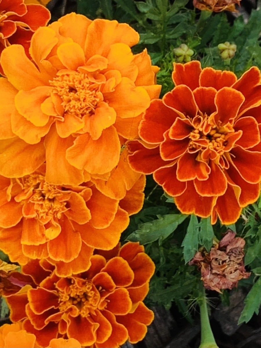 IMG_8352.jpg?type=w966