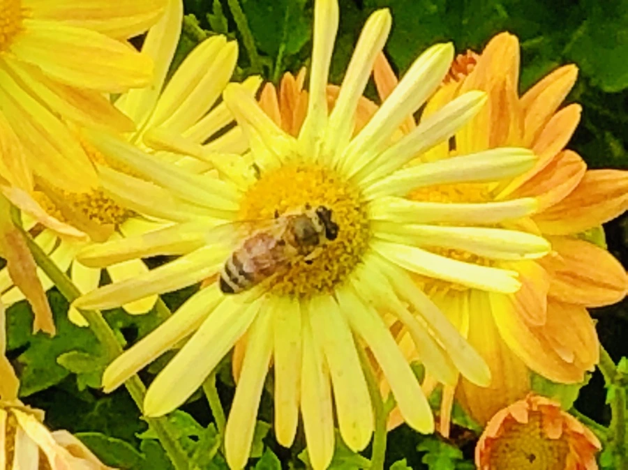 IMG_2783.jpg?type=w966