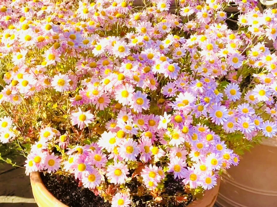 IMG_1780.jpg?type=w966