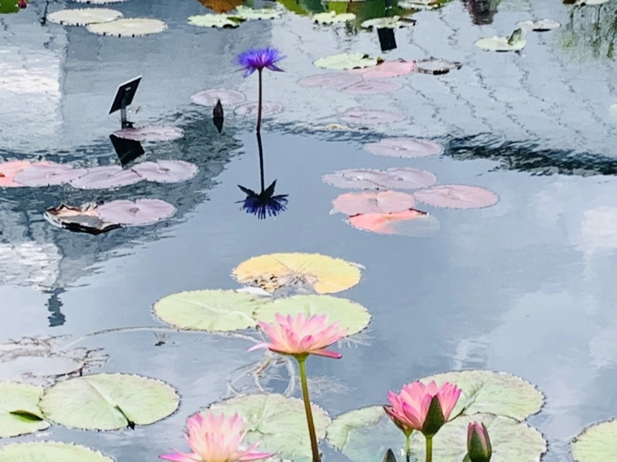 IMG_9009.jpg?type=w966