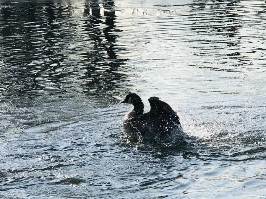 IMG_2826.jpg?type=w966