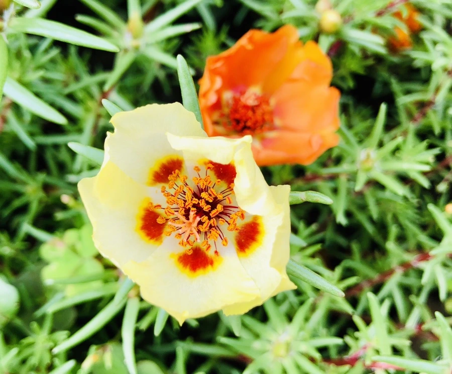 IMG_1465.jpg?type=w966