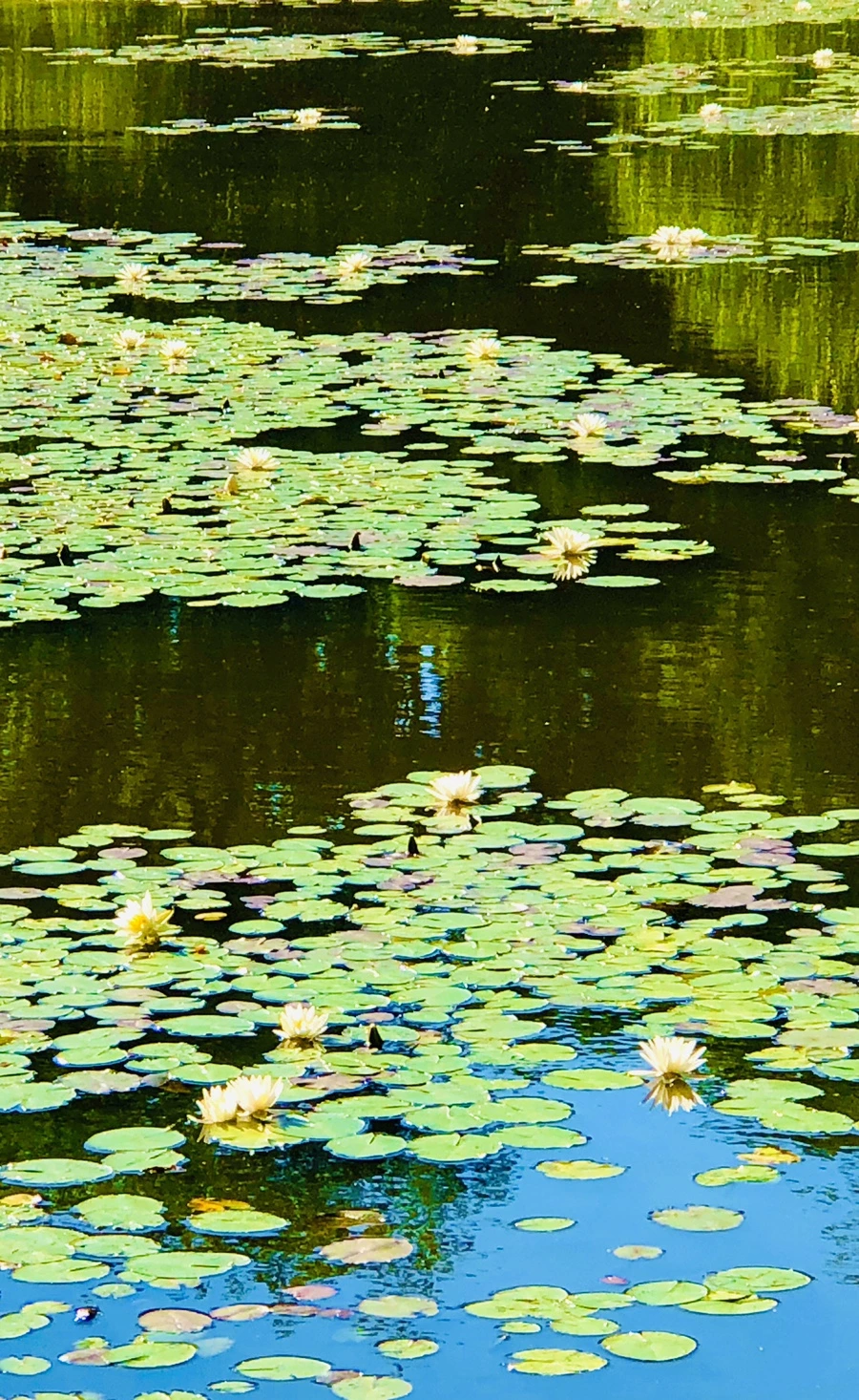 IMG_2315.jpg?type=w966