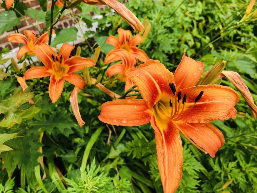 IMG_6569.jpg?type=w966