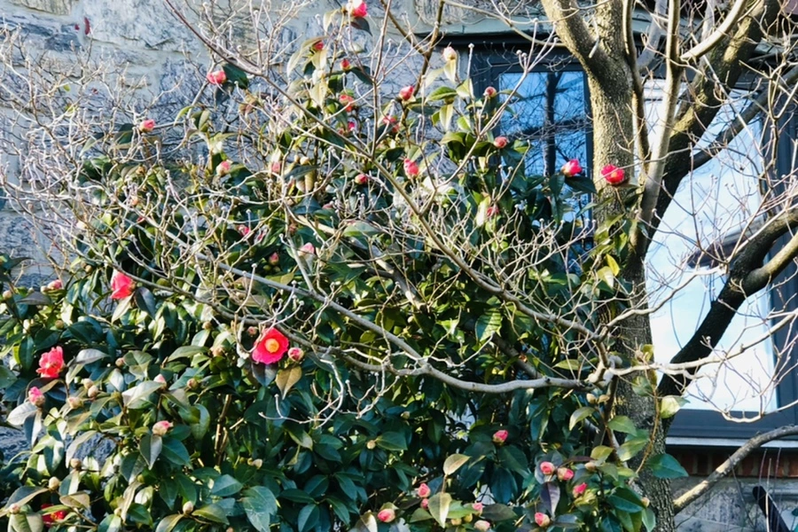 IMG_1377.jpg?type=w966