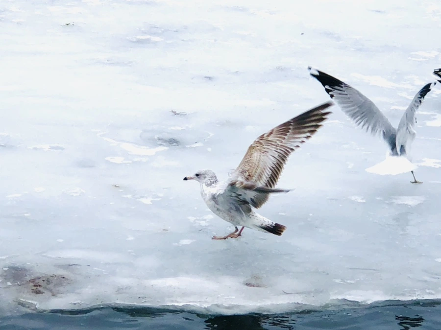 IMG_6267.jpg?type=w966