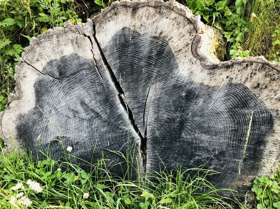 IMG_9196.jpg?type=w966