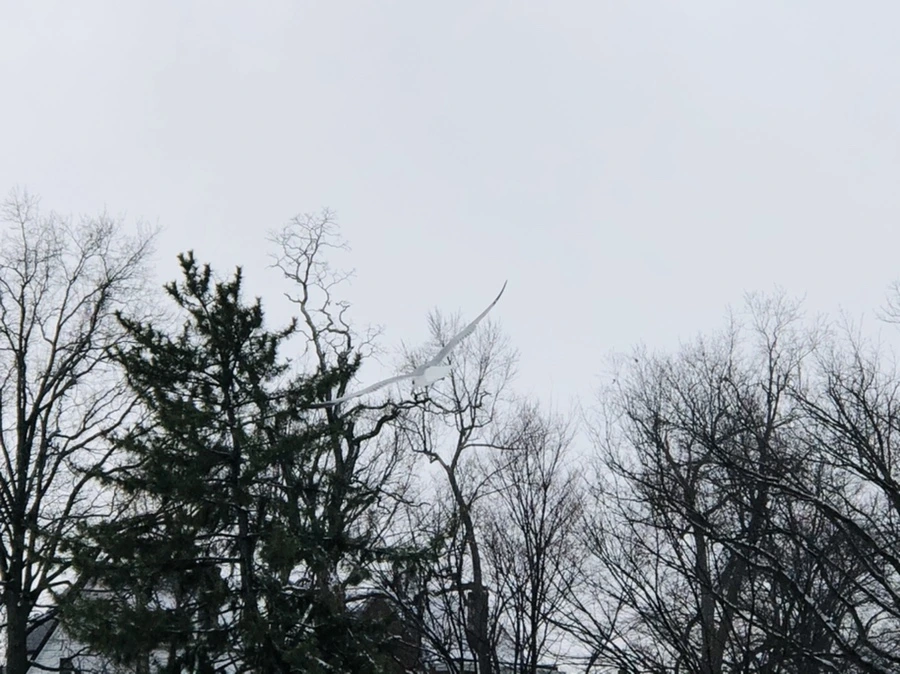 IMG_3756.jpg?type=w966