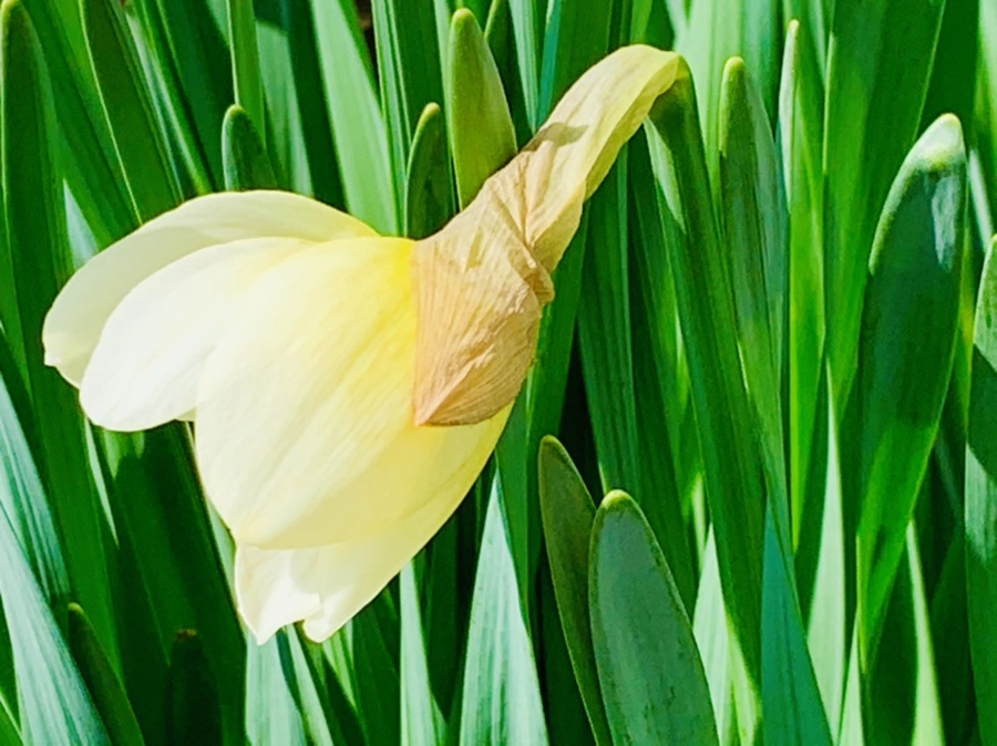 IMG_4174.jpg?type=w966