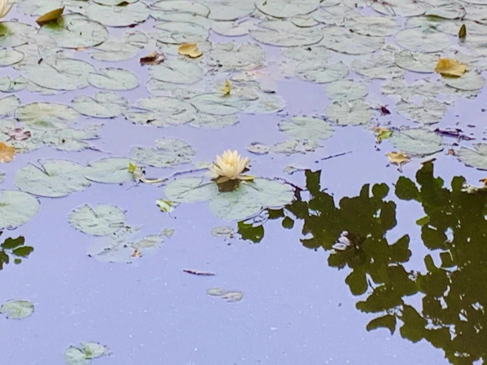 IMG_8601.jpg?type=w966