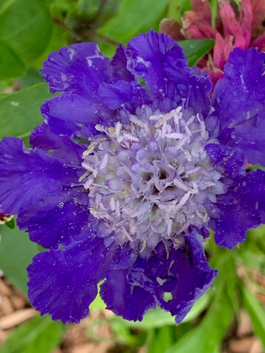 IMG_0491.jpg?type=w966