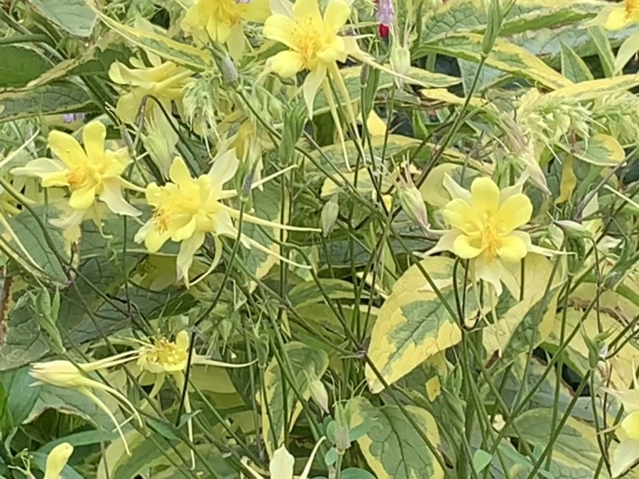 IMG_2905.jpg?type=w966