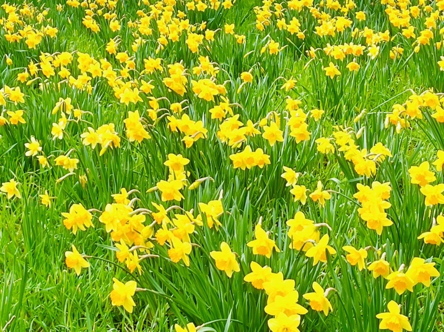 IMG_7455.jpg?type=w966