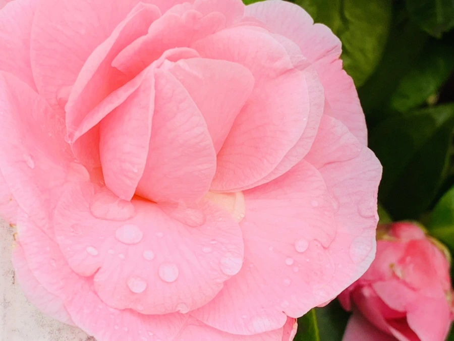 IMG_1427.jpg?type=w966