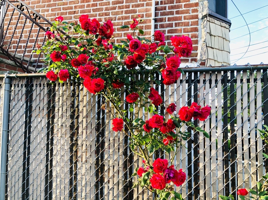 IMG_9191.jpg?type=w966