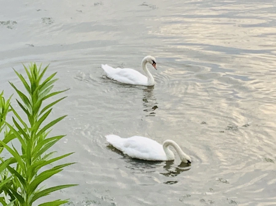 IMG_6373.jpg?type=w966