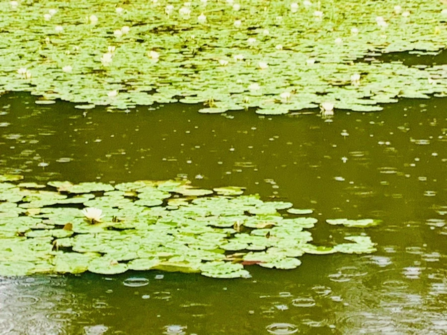 IMG_8323.jpg?type=w966