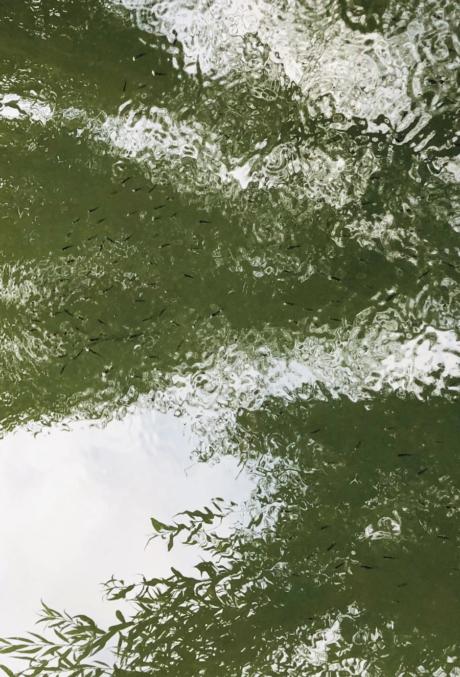 IMG_3079.jpg?type=w966